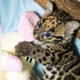 Illustration for article titled Clouded Leopard Cubs First For Houston Zoo, Are Adorable